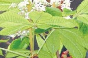 ЕКОЛОГІЯ: каштани цвітуть із відчаю