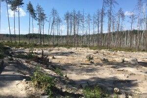 На Рівненщині організовують бурштиновий туризм