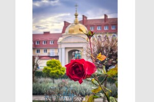 На Волині біля головного собору ПЦУ серед зими розквітли квіти (Фото)