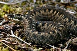 З початку літа «швидкі» 17 разів виїжджали до потерпілих від гадюк 