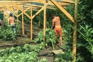 Чолов'яга, який засадив дві теплиці елітними коноплями, наполягає: «То все для кролів!»  