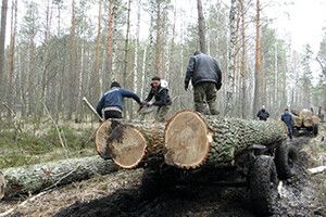 ЧИЇ ДУБИ?