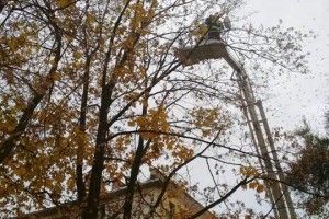 Рятувальникам довелося знімати кота-верхолаза з 15-метрової висоти