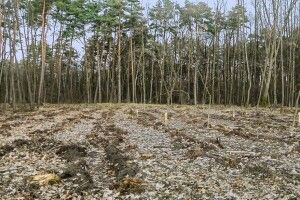 Активісти заявили про вирубку дерев у парку на Рівненщині. Лісгосп коментує