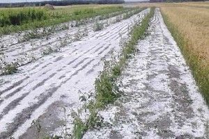 Град розміром із волоський горіх знищив городину та зернові