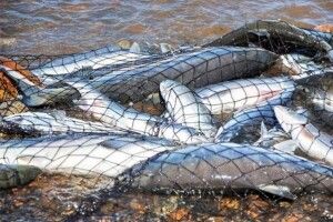 На Волині шкода, заподіяна браконьєрами під час нересту, склала майже 800 тисяч гривень