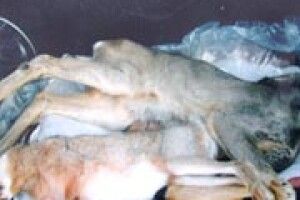ВИПРОБОВУЮТЬ ЗВІРІВ ЗИМА І БРАКОНЬЄРИ