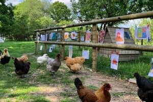 У Великобританії відкрили виставку для курей