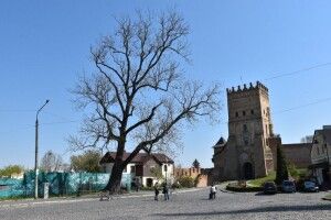 «Лесиного ясена» позбавили статусу пам’ятки природи. Його дали дубові