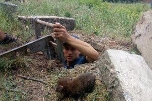 Дзвінкий голос не дав потонути маленькому песику