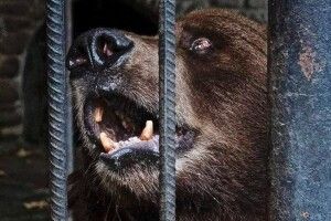 Власники та відвідувачі готельно-ресторанного комплексу впродовж 17 років знущалися над червонокнижним бурим ведмедем Юрком: клишоногий захворів на цукровий діабет і осліп