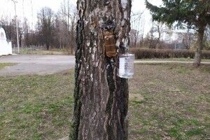 Горе-заготівельники соку катують берези в Парку імені 900-річчя Луцька (фото) 