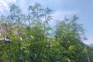 У Цегові на Волині кущі коноплі виросли вищими за хату