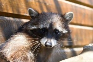 12 травня відкривається після карантину Луцький зоопарк (Фото)