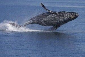 А ви чули, як співає закоханий кит? (Аудіо)