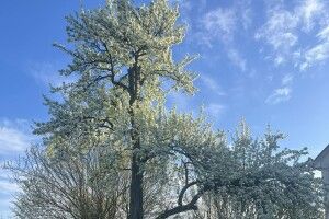На Волині зацвіла груша, яка пам'ятає Лесю Українку (Фото)