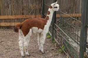 У Луцькому зоопарку з'явилась самичка альпаки (Фото)