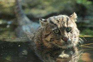 Кіт-рибалка, кажан і кілька видів ящірок – розповіли про тварин, які зникли 2017-го року