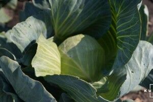 Азірова давно немає в Україні, а капуста знову подешевшала