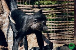 Директорка Луцького зоопарку розповіла про причину пожежі, внаслідок якої загинули мавпочки