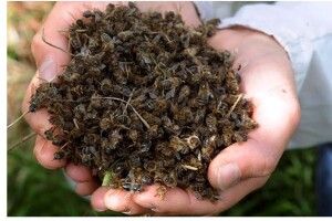 На Волині потруїлися бджоли: як подати скаргу