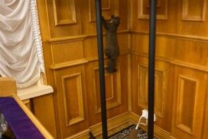 Коридорами Верховної Ради бігала тварина