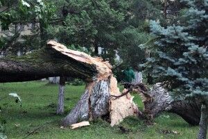 Дерево впало... і вбило грибника