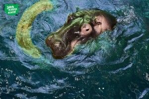 Річкові коні України відзначають День Бегемота... і радять Путіну навіть не рипатися