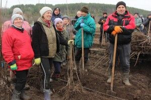 Майже 50 гектарів вишневого саду засадили на Волині