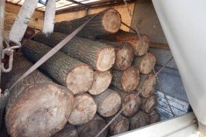Збитки у 150 тисяч: двох молодиків спіймали на незаконній порубці дубів (Фото)