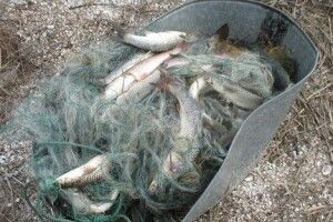 На р. Прип’ять, поблизу с. Комарове Ратнівської ОТГ Волинської області злапали браконьєра (Фото)
