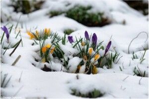 Весна відкладається – в Україну суне арктичний холод