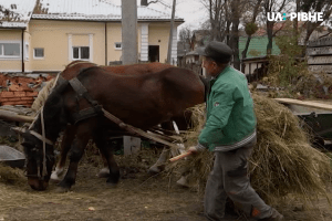 Креативний проєкт: в Острозі придбали соціального коня