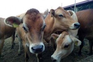 Маєш три корови—одержуй дотацію