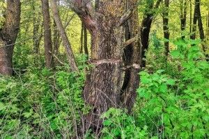 Навмисно хочуть знищити: у Луцьку біля Стиру хтось надрубав 20 дерев (Фото)