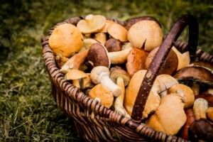 На Львівщині однорічна дівчинка отруїлася грибами