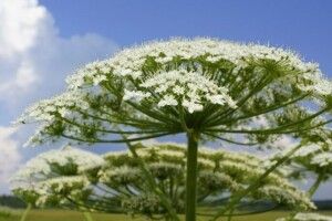 Куди звертатись жителям Луцька в разі виявлення небезпечного борщівника