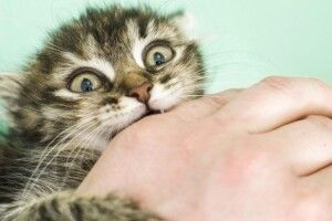 У лікарні від сказу померла 40-річна волинянка