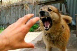 У Клевані застрелили і спалили скаженого пса, який напав на власну господиню