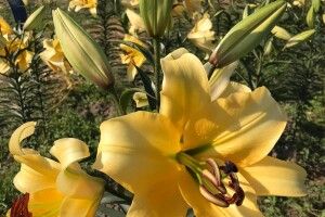 Розквітли нові сорти лілій: волинян знову запрошують на поля квітів