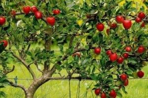 Цьогоріч Польща втратила рекордні врожаї фруктів