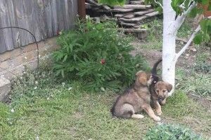 У Луцьку четверо цуценят потерпають від злих дачників (Фото)