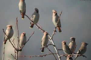 Зимувати в Цуманську пущу прилетіли «п'янички» пташиного світу – омелюхи