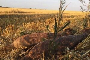 Волинь за тиждень: 32 пожежі, 1 потопельник, 11 знешкоджень вибухівки