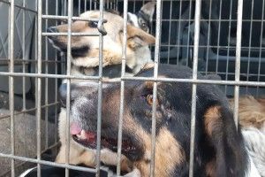 У Рожищі відловлювали безпритульних собак