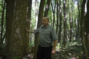 На Горохівщині росте рідкісне коркове дерево