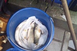 На ринку в Світязі злапали чоловіка, який торгував щуками без дозвільних документів