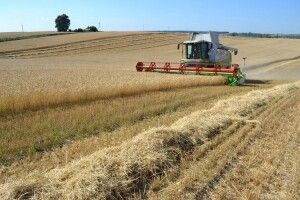 Волинські аграрії за заробітками – у золотій середині