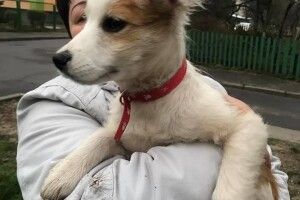 У Луцьку оголосили конкурс на кращого Друга для Джессі (Фото)