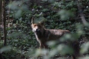 В обласному центрі Волині знову бігала лисиця (Фото)